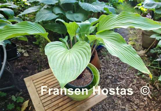 Hosta Hear No Evil